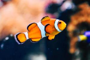 2022年卡塔尔世界杯，中国运动员的崛起与荣耀中国 世界杯